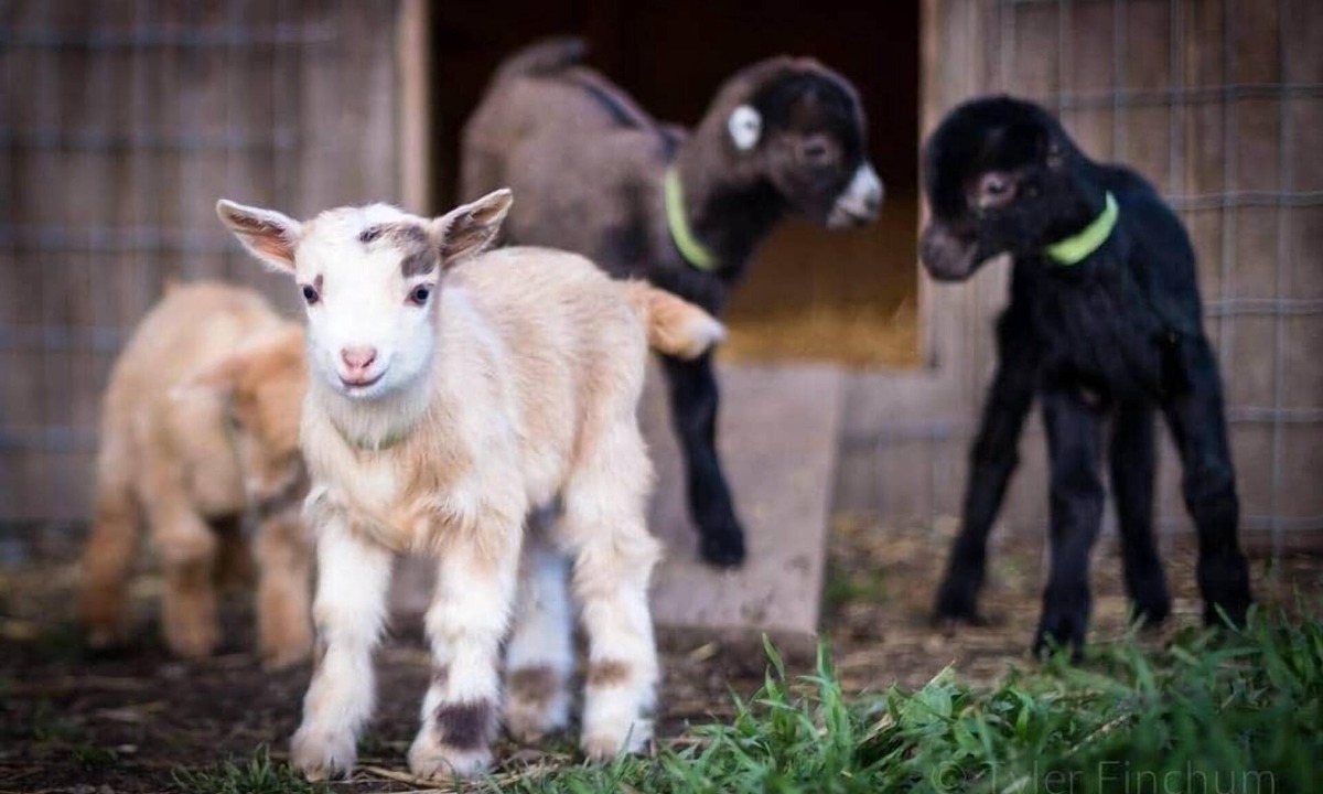 McKenna Cabin | Red Cabin Left Foot Farm Goat Dairy Mt Rainier