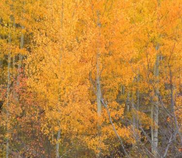 Swan Lake House | Laughing Horse Lodge