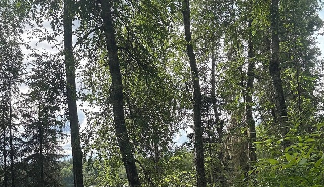 Lakeside cabin with WiFi in Talkeetna. Canoe launch, float, banya.