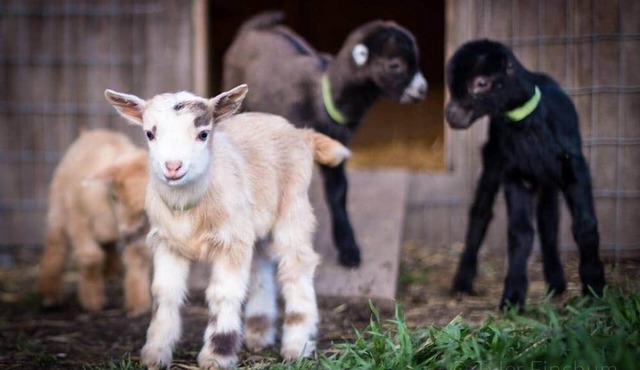 Red Cabin Left Foot Farm Goat Dairy Mt Rainier