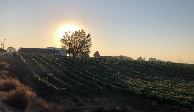 Vineyard views at Dichotomy Vineyards guest house in the Yakima Valley