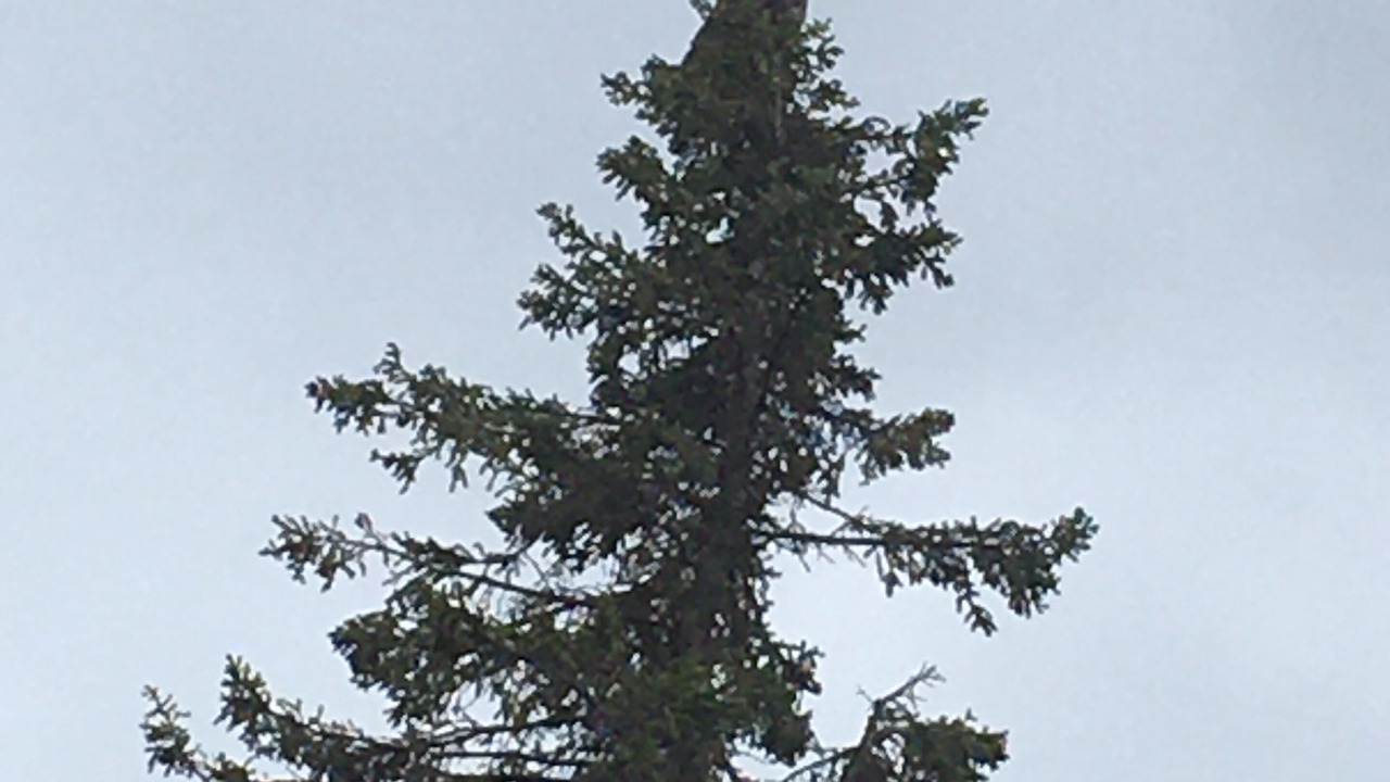 Photo of Others in Soldotna