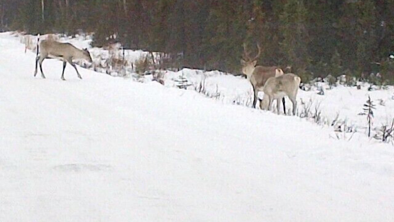 Photo of Others in Ridgeway