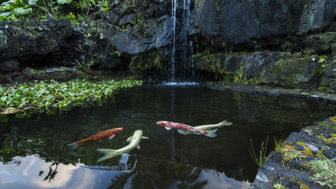 Photo of Outdoor in Hana