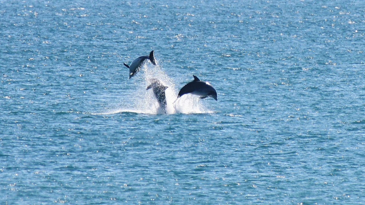 Photo of Others in Surf City