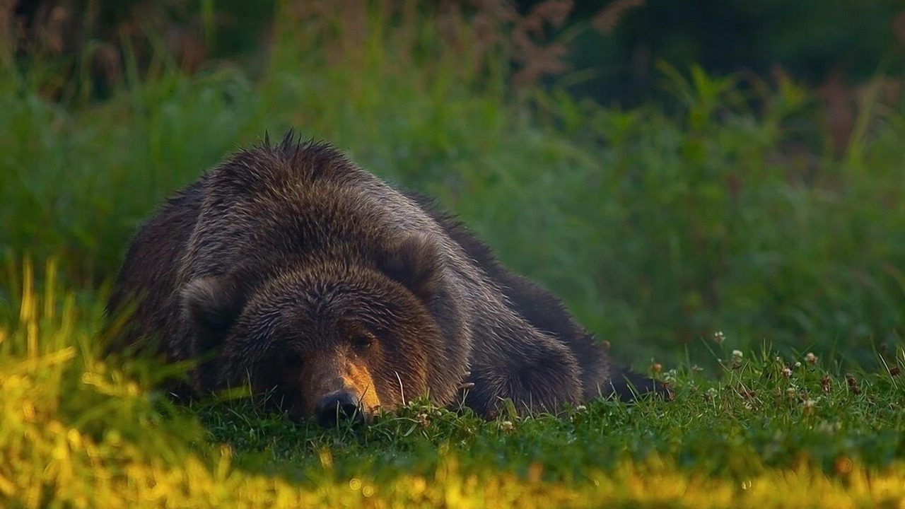 Photo of Others in Kodiak