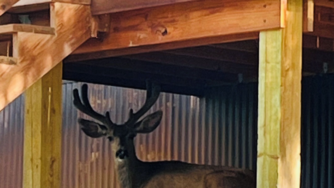Photo of Outdoor in Elk Meadows