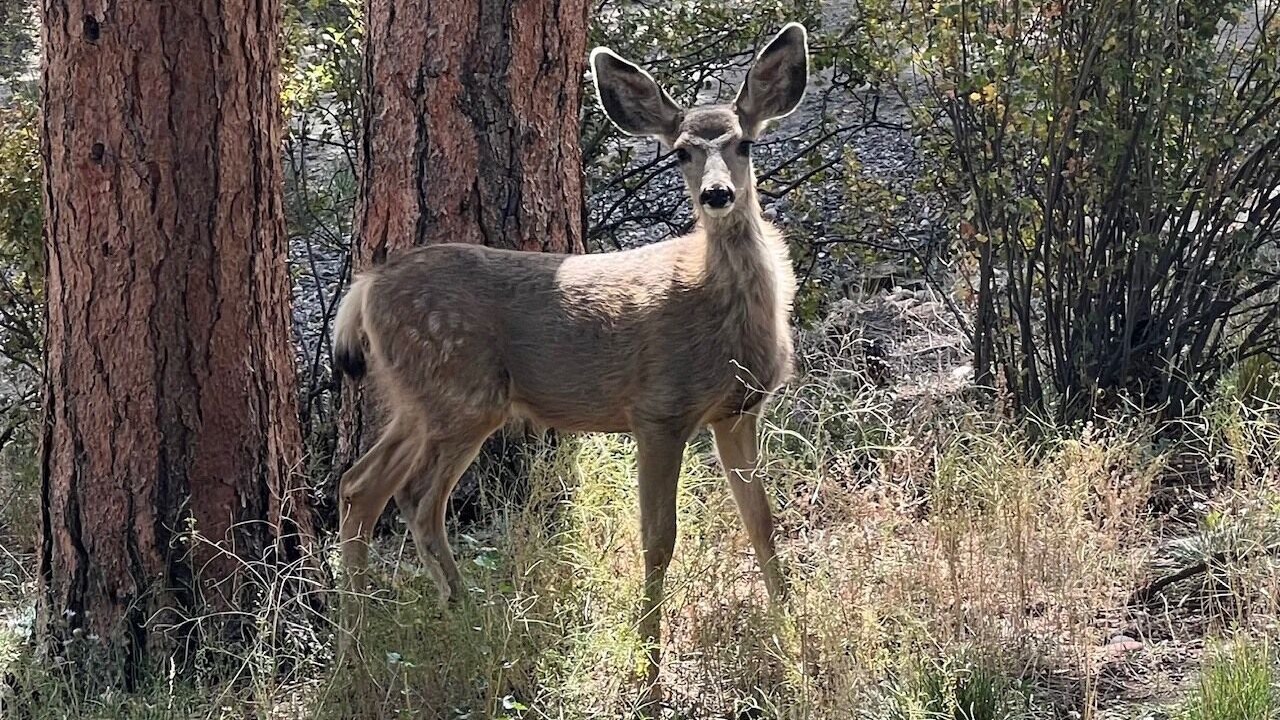 Photo of Others in Carriage Hills