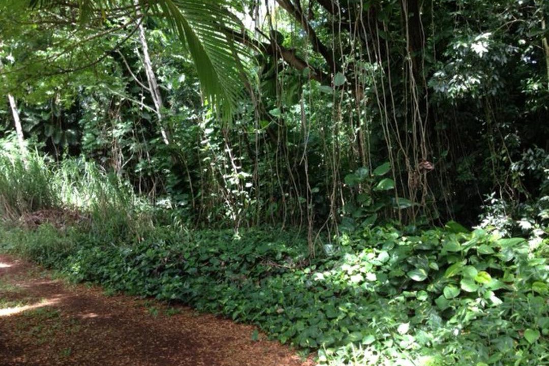 Photo of Others in Hana